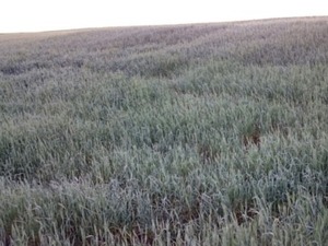 Alerta por heladas: mínima de 3 grados prevista para el miércoles · Radio Monumental 1080 AM