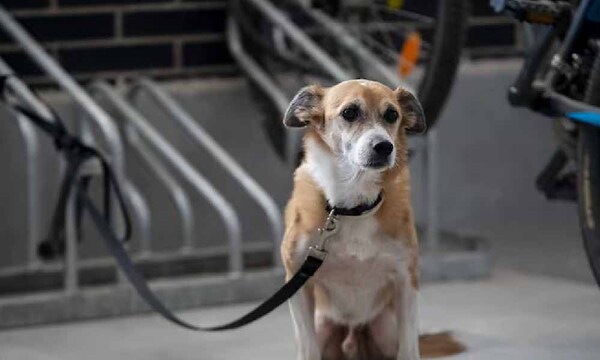 Proponen hasta 8 años de cárcel por maltratar o matar animales – Prensa 5