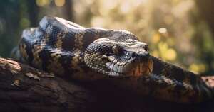 Diario HOY | Serpiente muere por la mordedura de un hombre