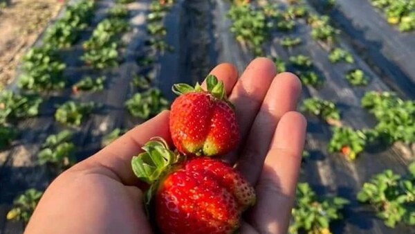Areguá: Precio de la frutilla irá bajando desde esta semana