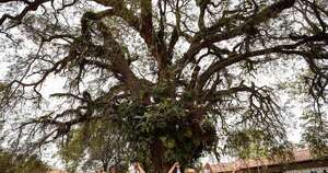 La Nación / A Todo Pulmón invita a escuelas y colegios a participar de “El Árbol de mi Escuela” de Colosos de la Tierra