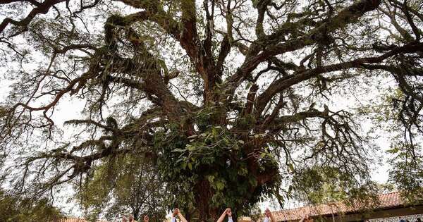La Nación / A Todo Pulmón invita a escuelas y colegios a participar de “El Árbol de mi Escuela” de Colosos de la Tierra