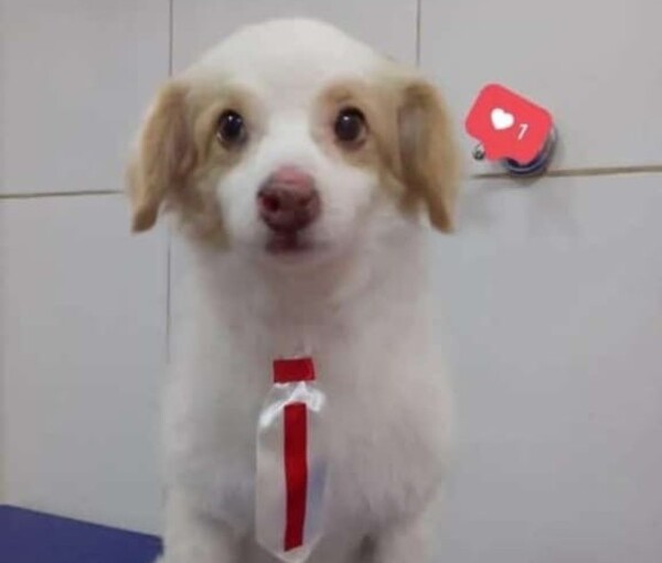 Caso perrito decapitado: Defensa Animal pide colaboración a vecinos para llegar a los autores