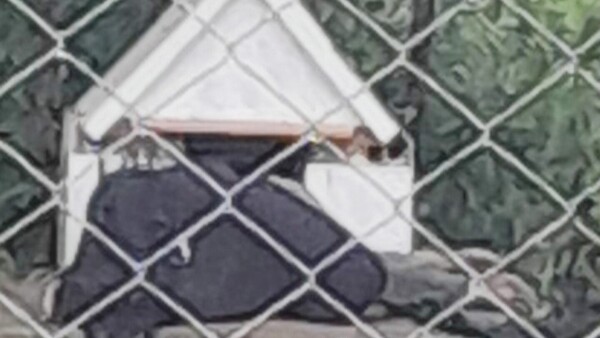 Vecinos se pegaron un susto por quejidos en nicho de mujer que fue descuartizada