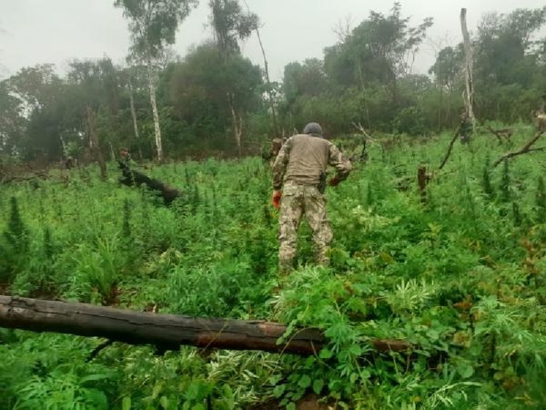 Narcotráfico en Canindeyú: Descontrol e impunidad