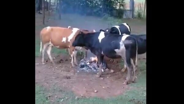 Hasta las vacas ojepe'e ante el intenso frío que estamos teniendo
