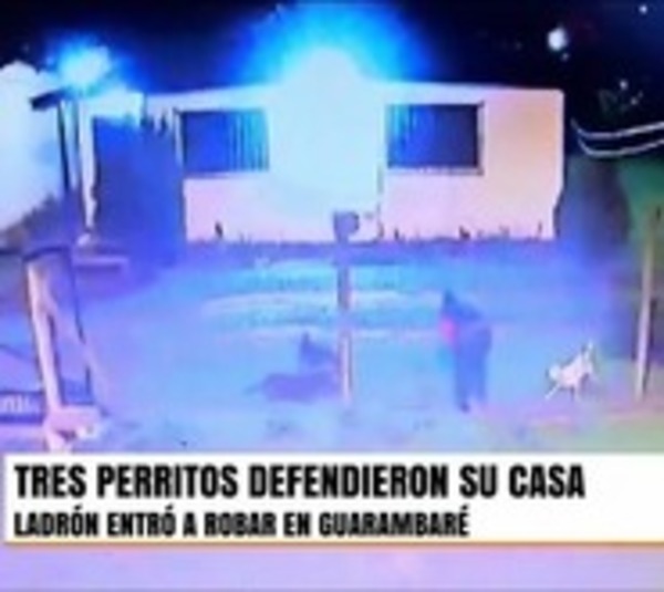 Quiso entrar a robar pero fue espantado por los perros de la casa - Paraguay.com