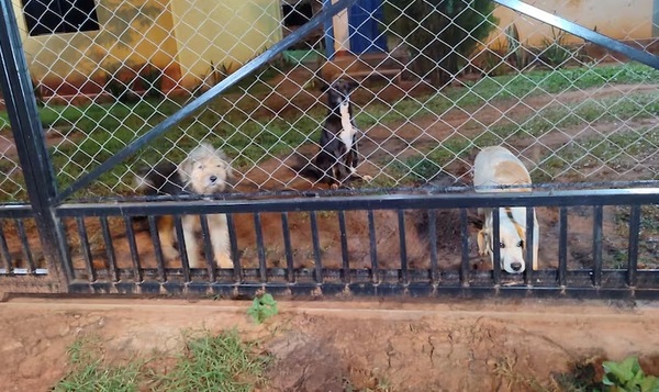 Tres valientes perritos evitaron un robo domiciliario en Guarambaré - Noticiero Paraguay