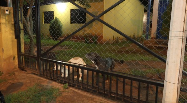 Guarambaré: perros evitan robo domiciliario tras atacar a presunto ladrón - trece