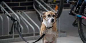 Proponen hasta 8 años de cárcel por matar o maltratar a animales
