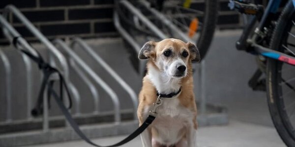 Proponen hasta 8 años de cárcel por matar o maltratar a animales