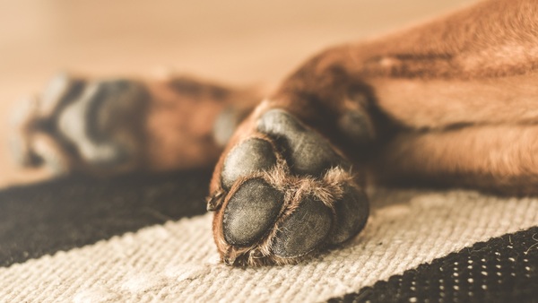 Presentarán proyecto de ley que propone hasta 8 años de cárcel para casos de maltrato animal - Noticiero Paraguay