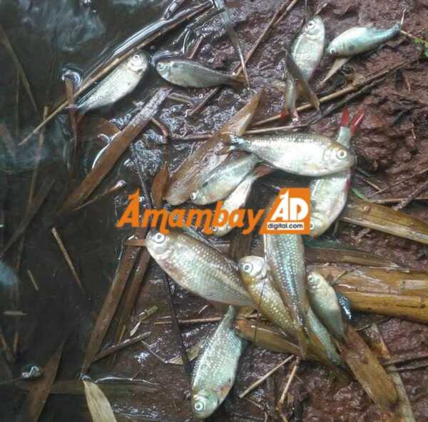 Vecinos denuncian contaminación de arroyo y mortandad de peces ocasionados por chanchería