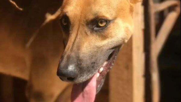 Doña acusó a sus vecinas de envenenar mortalmente a su perro