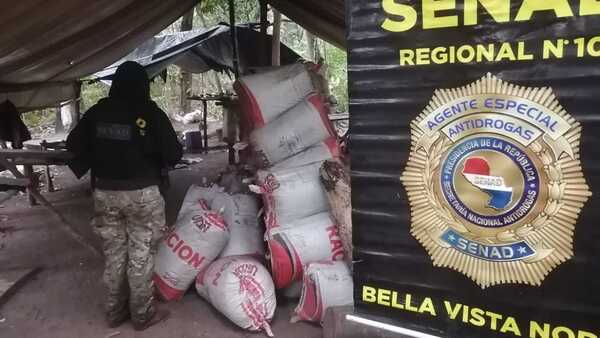 Bella Vista Norte: Destruyen más de 2 toneladas de marihuana en campamento narco