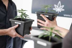 Club Cannabis Paraguay se reunirá este sábado para debatir sobre legalización - Nacionales - ABC Color