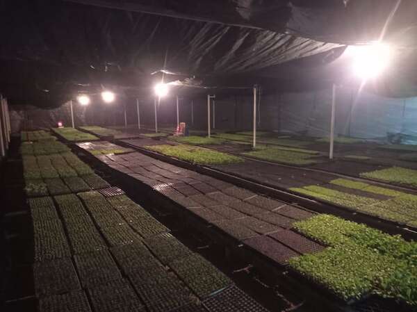 Bajas temperaturas comienzan a afectar a ganaderos y a la producción hortícola - Economía - ABC Color