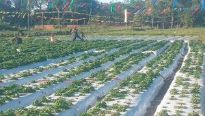 Cosecha roja: Productores de frutillas pretenden recolectar 250.000 plantas (puede extenderse hasta noviembre)