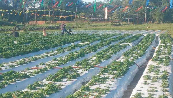 Cosecha roja: Productores de frutillas pretenden recolectar 250.000 plantas (puede extenderse hasta noviembre)