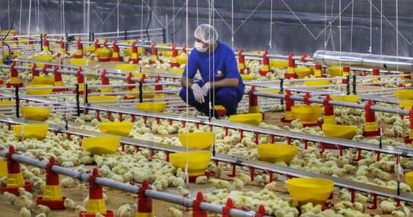 La Nación / La industria avícola apunta a seguir expandiéndose hacia nuevos mercados