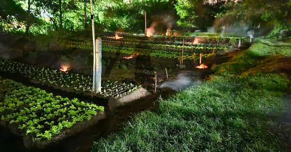 Diario HOY | Con “chimeneas”, productores hacen frente a heladas en sus plantaciones