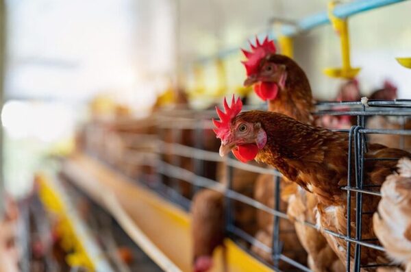Industria avícola apunta a seguir expandiéndose hacia nuevos mercados