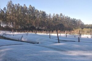 Afirman que proteger cultivos de las heladas encarece el costo de producción