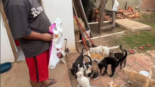 Carpintero cuida de 19 gatos y 4 perros