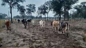 Alto Paraguay: las lluvias fueron insuficientes y persiste temporada de sequía - Noticias del Chaco - ABC Color
