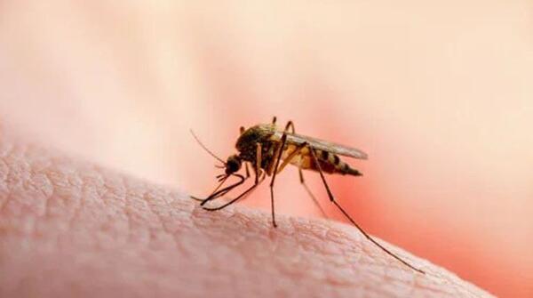 Confirman muerte de abuelito por Leishmaniasis y SENEPA inicia acciones en Itapúa