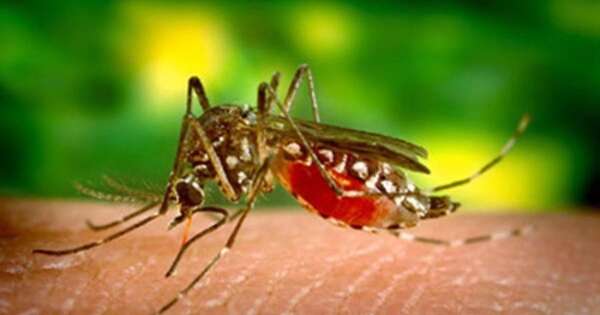 Diario HOY | ¿Qué revela el estudio paraguayo sobre la chikunguña?