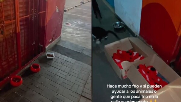 Pone cartón con frazaditas para los animalitos de la calle