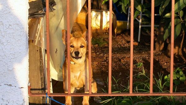 Ejecutivo presenta proyecto para elevar a 10 años de cárcel la pena por maltrato animal