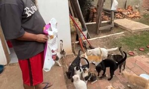 Carpintero cuida de 19 gatos y 4 perros – Prensa 5