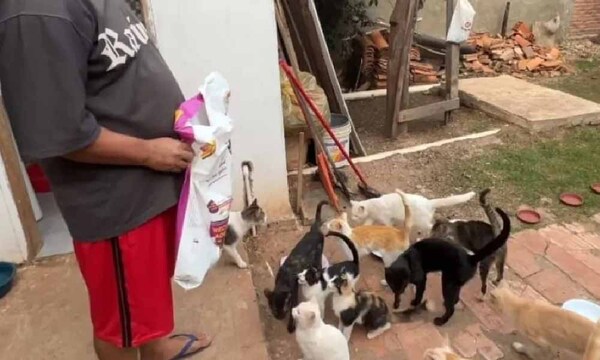 Carpintero cuida de 19 gatos y 4 perros – Prensa 5
