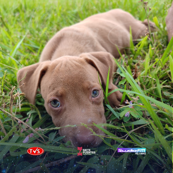EJECUTIVO PRESENTA PROYECTO PARA ELEVAR A 10 AÑOS DE CÁRCEL LA PENA POR MALTRATO ANIMAL. - TVS