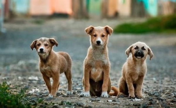 [VIDEO] Piden 10 años de cárcel para los maltratadores de animales
