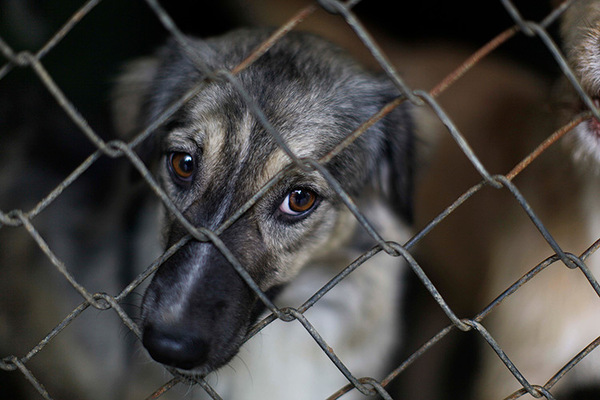 Proyecto del Ejecutivo propone aumentar a 10 años la pena por maltrato animal