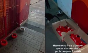 Pone cartón con frazaditas para los animalitos de la calle en Asunción – Prensa 5