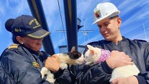 Barlo, el gato de la Armada, ya tiene novia y la parejita es furor en la Expo