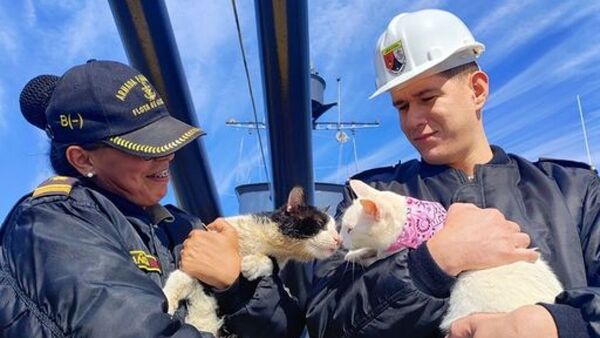 Barlo, el gato de la Armada, ya tiene novia y la parejita es furor en la Expo