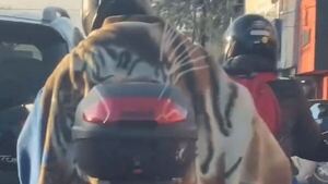 Motoqueiro llamó la atención del rollo al usar su frazada de tigre manejando
