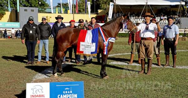 La Nación / Ganadera Sofía se alzó con dos grandes campeones en criollos