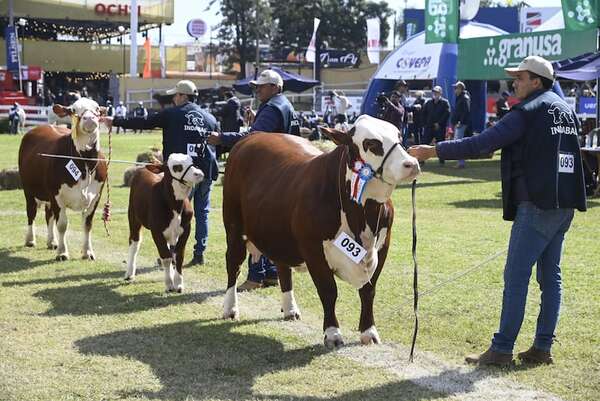 Juzgamiento y premiación de mejores animales en la Expo - Economía - ABC Color