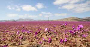 La Nación / Desierto de Atacama está cubierto de flores tras inusuales lluvias