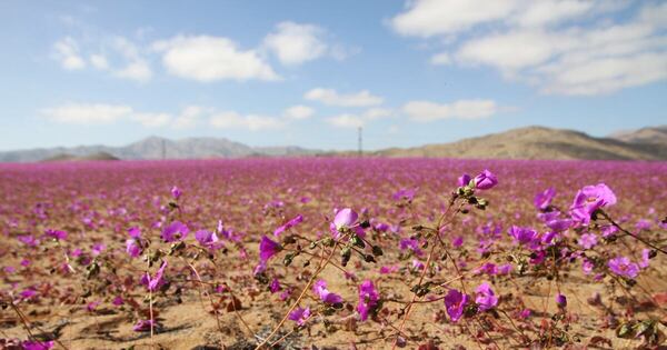 La Nación / Desierto de Atacama está cubierto de flores tras inusuales lluvias