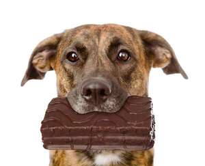 Por qué no hay que darle dulces a un perro: entendiendo los riesgos - Mascotas - ABC Color