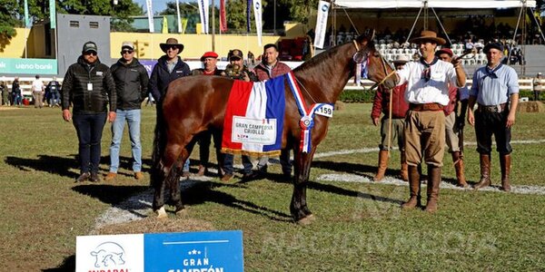 Ganadera Sofía se alzó con dos grandes campeones en criollos