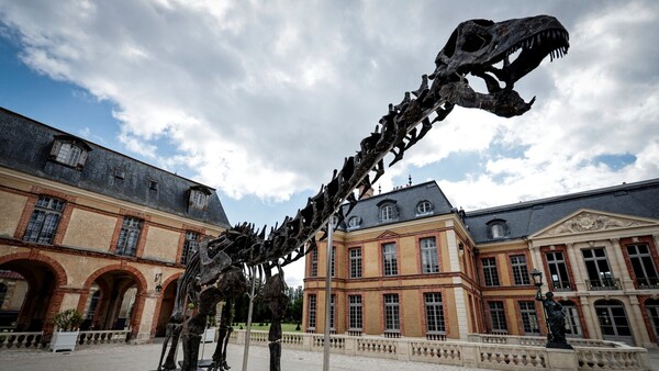Se subastará en Francia el fósil del dinosaurio más grande jamás puesto a la venta