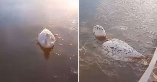 Diario HOY | VIDEO| Animales se congelan en el agua por el frío extremo en Argentina
